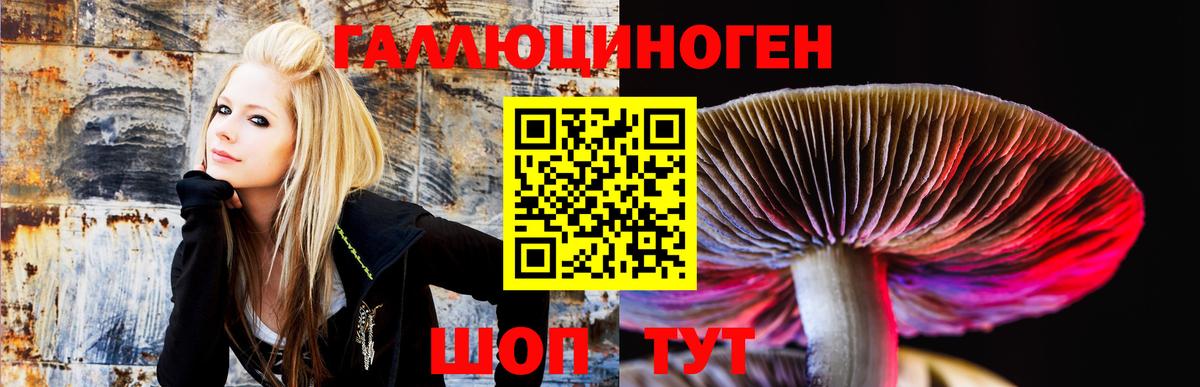 Галлюциногенные грибы Psilocybe Рославль